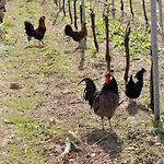 Apartamento L'oeuf Ou La Poule, Parking Prive, Sur Domaine Viticole Ribeauvillé