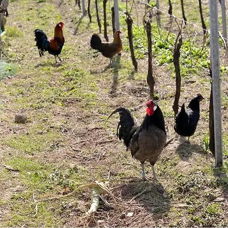 Lägenhet L'oeuf Ou La Poule, Parking Prive, Sur Domaine Viticole Ribeauvillé
